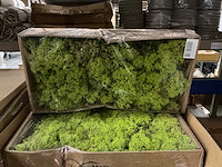 Partij ijslands mos springgreen (36x) - afbeelding 1 van  5