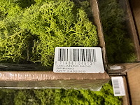 Partij ijslands mos springgreen (36x) - afbeelding 3 van  5