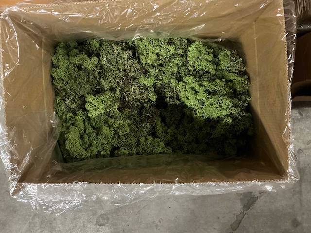 Partij ijslands moss green 3kg per doos (40x) - afbeelding 1 van  4