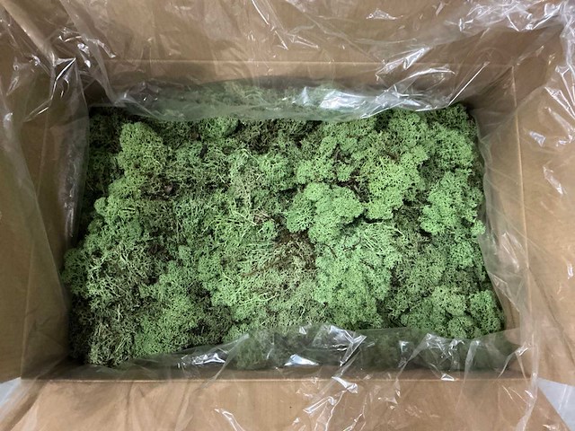 Partij ijslands moss green (40x) - afbeelding 1 van  3