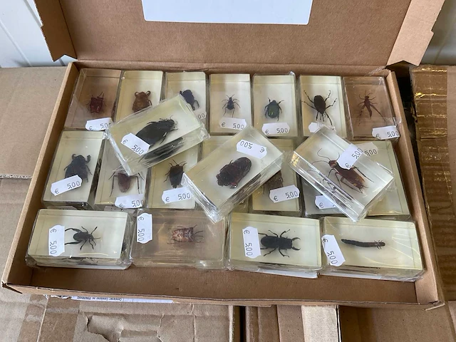 Partij | insecten in epoxy - afbeelding 3 van  3