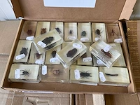 Partij | insecten in epoxy - afbeelding 3 van  3