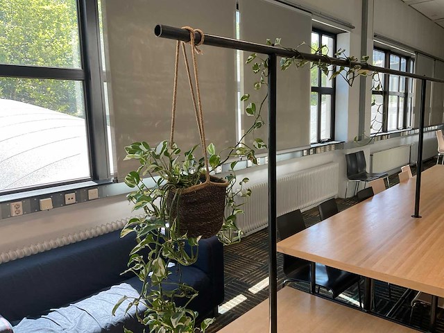 Partij kamerplanten in pot, 10 stuks - afbeelding 4 van  11