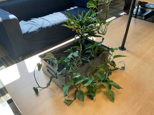 Partij kamerplanten in pot, 10 stuks - afbeelding 2 van  11