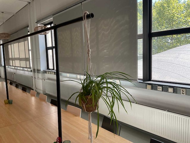 Partij kamerplanten in pot, 10 stuks - afbeelding 3 van  11