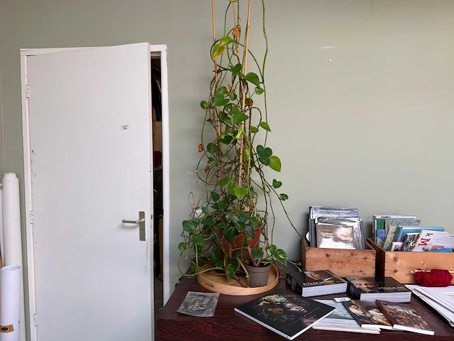 Partij kamerplanten - afbeelding 4 van  4