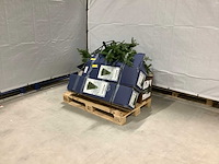 Partij kerstbomen - afbeelding 1 van  5