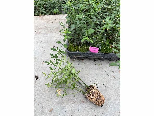 Partij klimplanten (ca. 68700x) - afbeelding 2 van  17