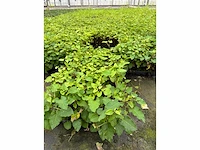 Partij klimplanten (ca. 68700x) - afbeelding 3 van  17