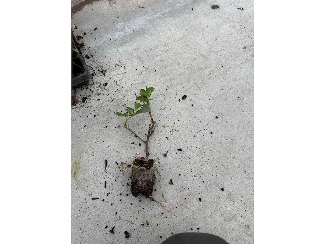 Partij klimplanten (ca. 68700x) - afbeelding 5 van  17
