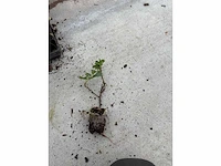 Partij klimplanten (ca. 68700x) - afbeelding 5 van  17