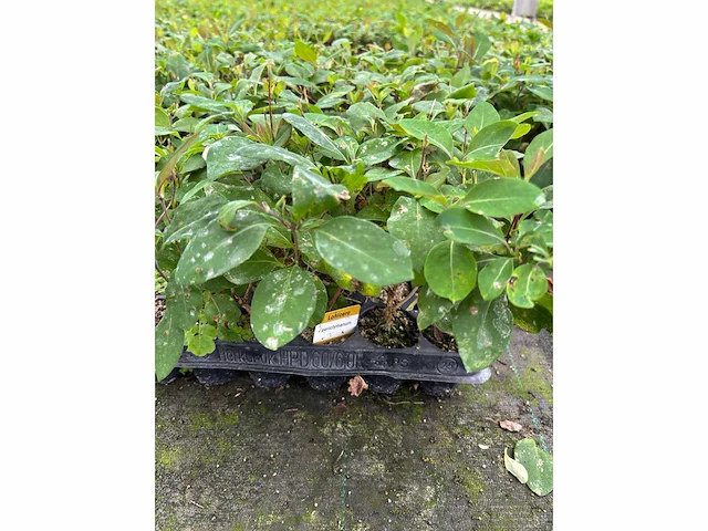 Partij klimplanten (ca. 68700x) - afbeelding 6 van  17