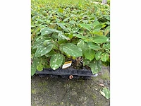 Partij klimplanten (ca. 68700x) - afbeelding 6 van  17