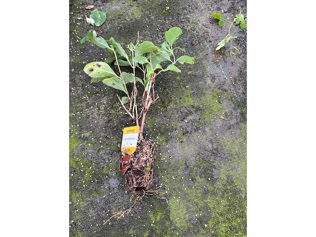 Partij klimplanten (ca. 68700x) - afbeelding 8 van  17