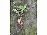 Partij klimplanten (ca. 68700x) - afbeelding 8 van  17