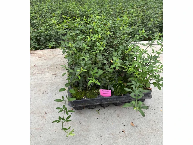 Partij klimplanten (ca. 68700x) - afbeelding 10 van  17
