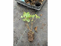 Partij klimplanten (ca. 68700x) - afbeelding 14 van  17