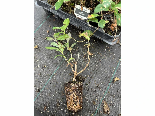 Partij klimplanten (ca. 68700x) - afbeelding 15 van  17