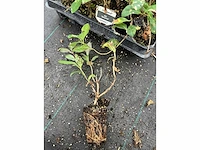 Partij klimplanten (ca. 68700x) - afbeelding 15 van  17