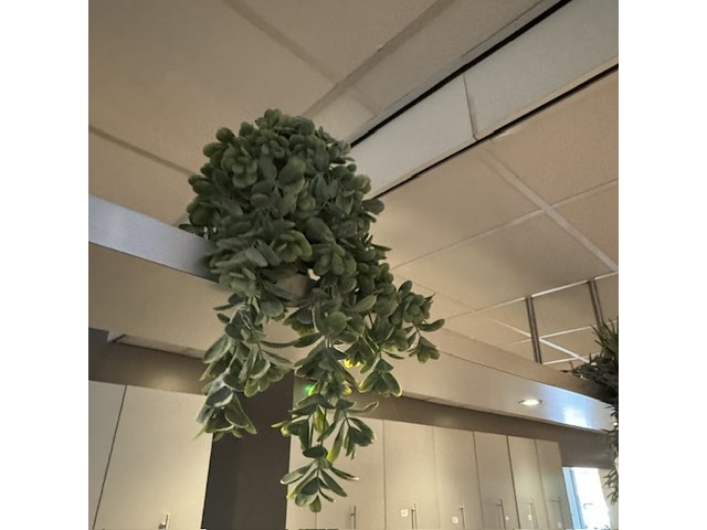 Partij kunst hangplanten colours&green - afbeelding 8 van  11