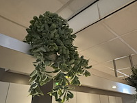 Partij kunst hangplanten colours&green - afbeelding 8 van  11