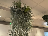 Partij kunst hangplanten colours&green - afbeelding 9 van  11
