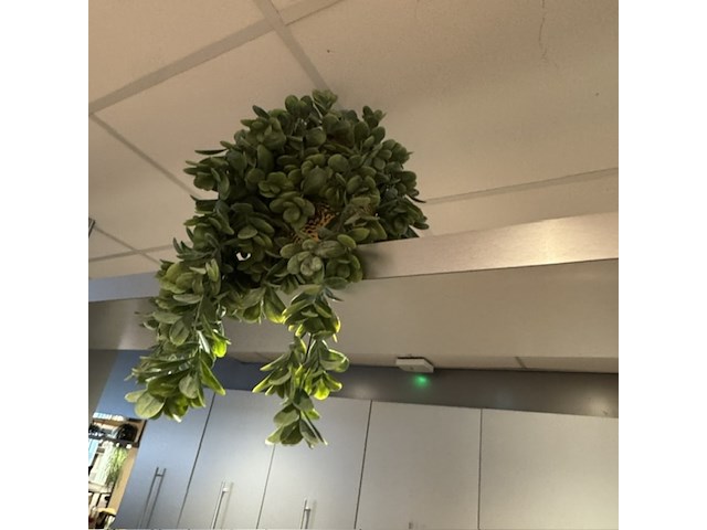 Partij kunst hangplanten colours&green - afbeelding 10 van  11
