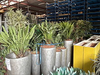 Partij kunstplanten / scheidingswanden - afbeelding 15 van  16