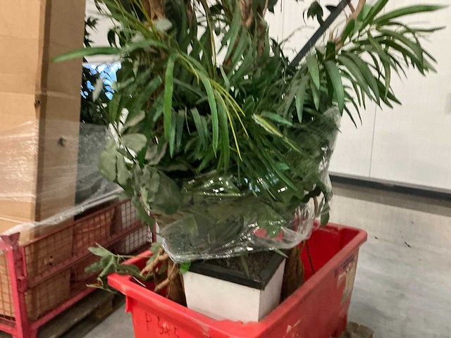 Partij kunstplanten - afbeelding 3 van  14