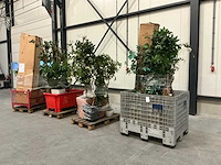 Partij kunstplanten - afbeelding 1 van  14