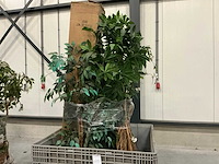 Partij kunstplanten - afbeelding 7 van  14