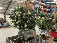 Partij kunstplanten - afbeelding 9 van  14