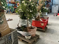 Partij kunstplanten - afbeelding 10 van  14