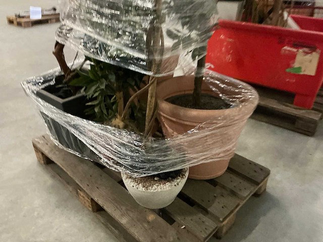 Partij kunstplanten - afbeelding 11 van  14