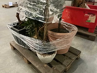 Partij kunstplanten - afbeelding 11 van  14