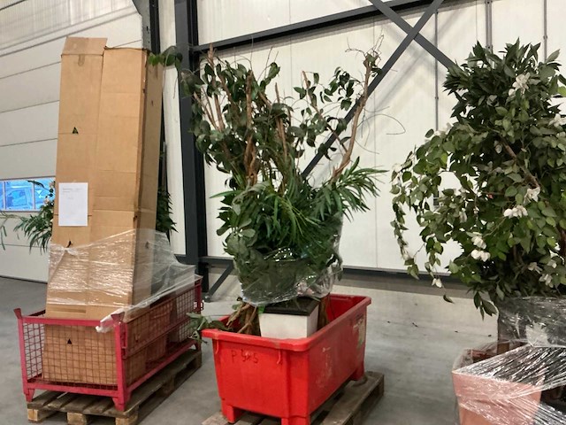 Partij kunstplanten - afbeelding 14 van  14