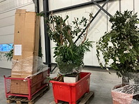 Partij kunstplanten - afbeelding 14 van  14