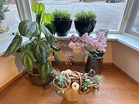 Partij kunstplanten - afbeelding 1 van  6