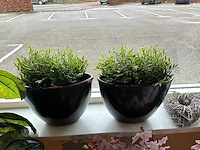 Partij kunstplanten - afbeelding 4 van  6