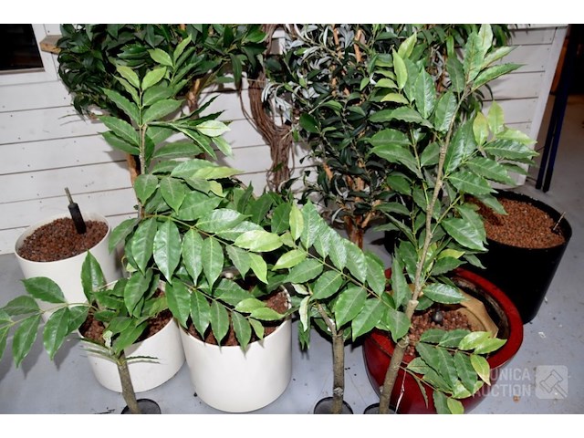 Partij kunstplanten - afbeelding 3 van  5