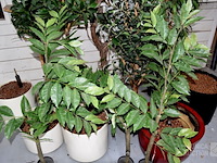 Partij kunstplanten - afbeelding 3 van  5