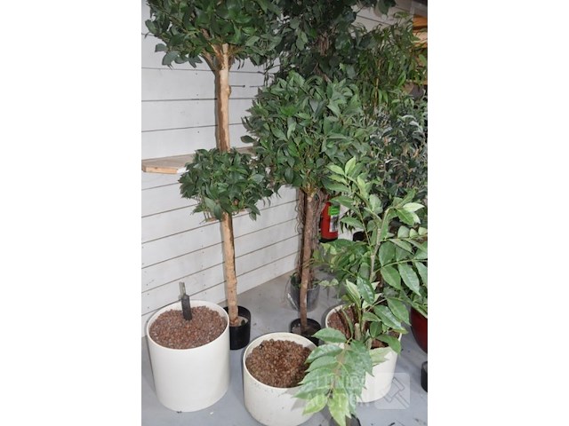 Partij kunstplanten - afbeelding 4 van  5