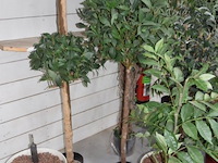 Partij kunstplanten - afbeelding 4 van  5