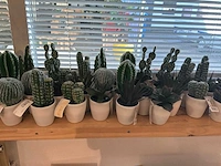 Partij kunstplanten - afbeelding 5 van  7