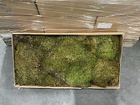 Partij moss flat 2kg per doos (39x) - afbeelding 1 van  2