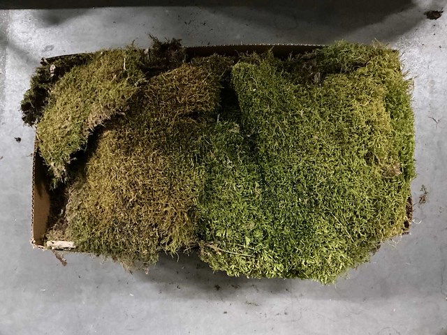 Partij moss flat 2kg per doos (44x) - afbeelding 1 van  3