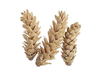 Partij natuur- en decoratieproducten (circa 145 pallets) - afbeelding 18 van  91