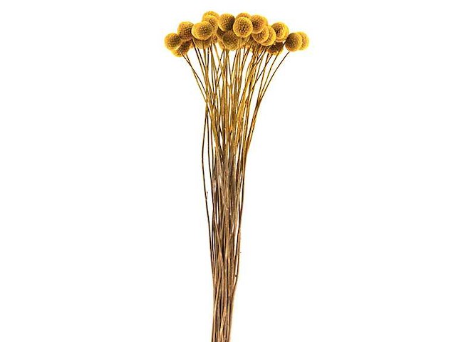 Partij natuur- en decoratieproducten (circa 145 pallets) - afbeelding 31 van  91