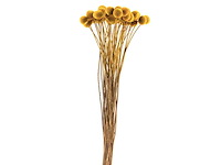 Partij natuur- en decoratieproducten (circa 145 pallets) - afbeelding 31 van  91