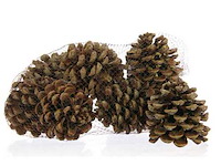 Partij natuur- en decoratieproducten (circa 145 pallets) - afbeelding 57 van  91